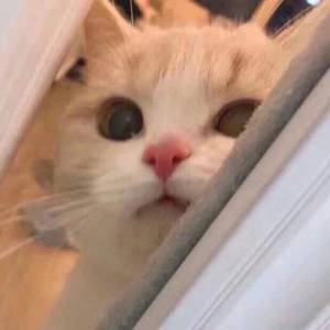 不要肉丝袜胸不要
